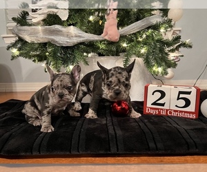 French Bulldog Puppy for sale in BONNEY LAKE, WA, USA
