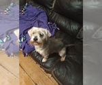 Small #5 Yorkshire Terrier