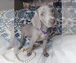 Small Photo #7 Weimaraner Puppy For Sale in LEWISBURG, KY, USA