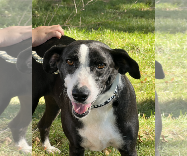 Medium Photo #2 Beagle-Pointer Mix Puppy For Sale in Rockville, MD, USA