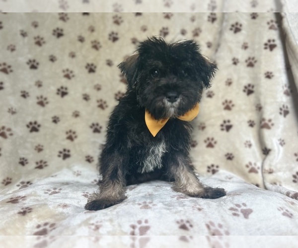 Medium Photo #6 Schnauzer (Miniature) Puppy For Sale in LAKELAND, FL, USA