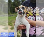Small Pug Mix