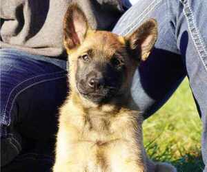 Medium Belgian Malinois