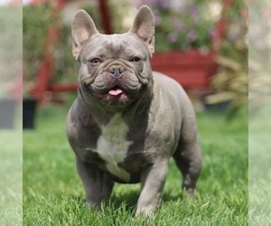 Mother of the French Bulldog puppies born on 10/09/2022