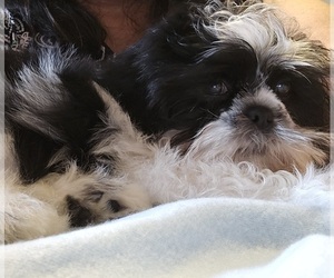 Shih Tzu Puppy for sale in CARROLLTON, GA, USA