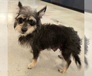 Medium Chihuahua Mix