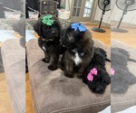 Small #2 Saint Berdoodle