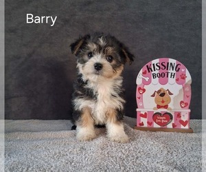 Yo-Chon Puppy for sale in MOUNT PLEASANT, MI, USA