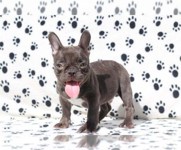 Medium Photo #1 French Bulldog Puppy For Sale in BRYN MAWR, PA, USA