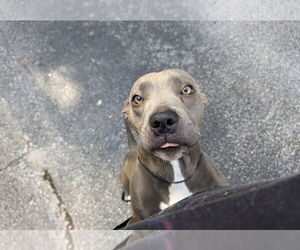 Labrador Retriever-Unknown Mix Dogs for adoption in Garner, NC, USA