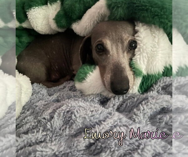 Medium Photo #10 Dachshund Puppy For Sale in San Antonio, TX, USA