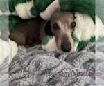 Small #9 Dachshund