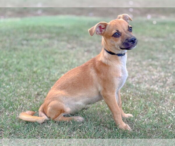 Medium Photo #2 Chug Puppy For Sale in PIPE CREEK, TX, USA