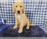Small Photo #9 Golden Retriever Puppy For Sale in COLORADO SPRINGS, CO, USA