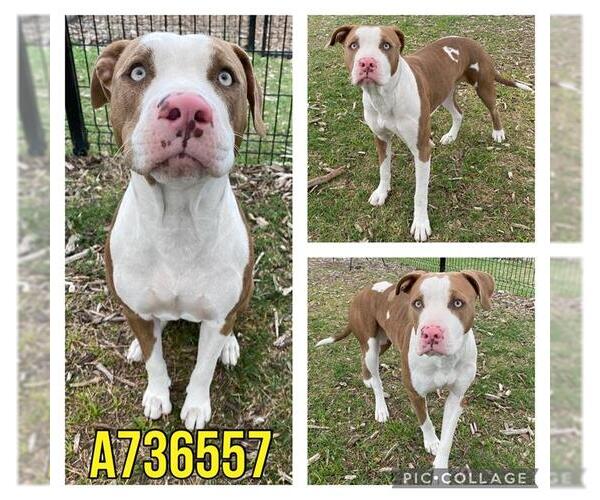 Medium Photo #1 American Staffordshire Terrier-Unknown Mix Puppy For Sale in San Antonio, TX, USA