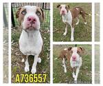 Small American Staffordshire Terrier Mix