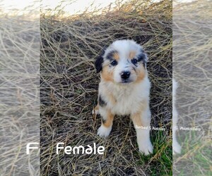 Australian Shepherd Puppy for sale in TAYLOR, TX, USA