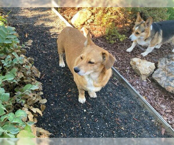 Medium Photo #7 Pembroke Welsh Corgi-Unknown Mix Puppy For Sale in Denver , CO, USA