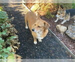 Small #6 Pembroke Welsh Corgi Mix