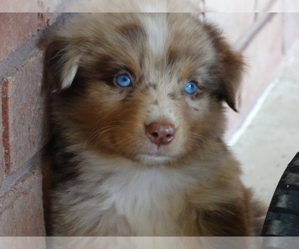Medium Photo #6 Australian Shepherd Puppy For Sale in OZARK, AR, USA