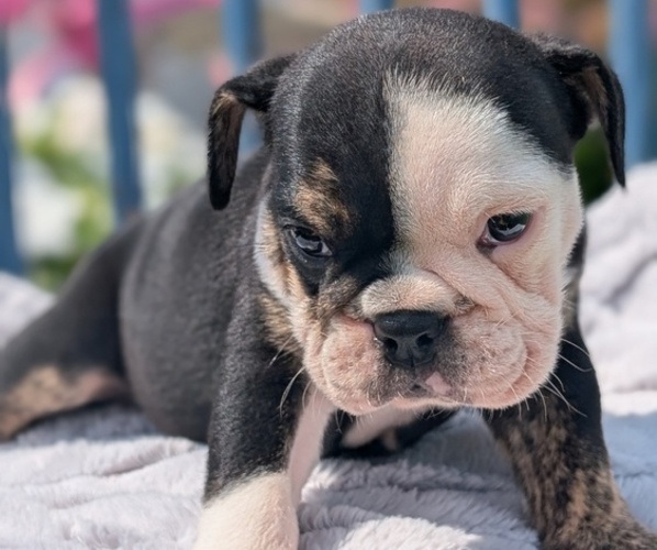 Medium Photo #5 English Bulldog Puppy For Sale in GOSHEN, IN, USA