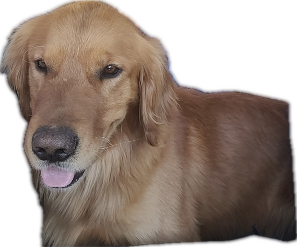 Medium Photo #1 Goldendoodle Puppy For Sale in MARICOPA, AZ, USA