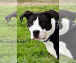 Small #2 American Pit Bull Terrier-Great Dane Mix