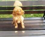 Small Photo #2 Golden Retriever Puppy For Sale in LEON, KS, USA