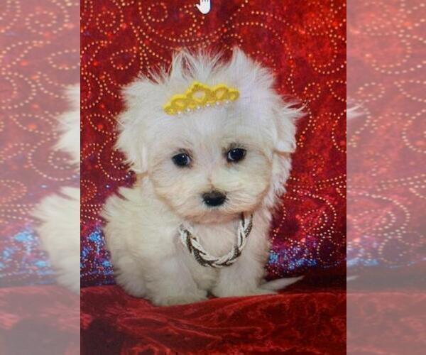 Medium Photo #7 Maltese Puppy For Sale in AUSTIN, TX, USA