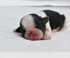 Shih Tzu Puppy for sale in PALM COAST, FL, USA
