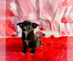 Chiranian Puppy for sale in KINSTON, NC, USA