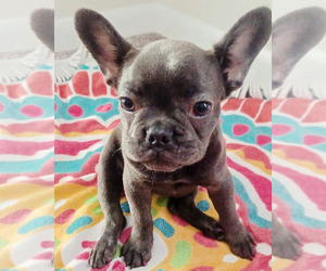 French Bulldog Puppy for sale in CLEARWATER, FL, USA