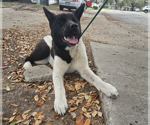 Akita-Unknown Mix Dogs for adoption in Pasadena, TX, USA