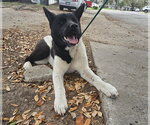 Small Akita Mix