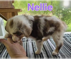 Miniature Australian Shepherd Puppy for sale in FREMONT, MI, USA