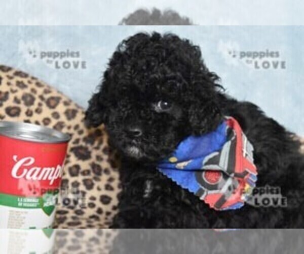 Medium Photo #2 Poodle (Toy) Puppy For Sale in SANGER, TX, USA