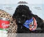 Small #1 Poodle (Toy)