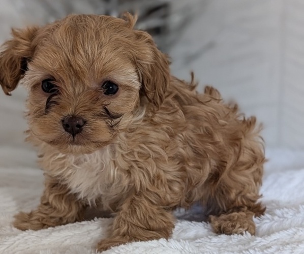 Medium Photo #6 Cavapoo (Miniature) Puppy For Sale in GOSHEN, IN, USA