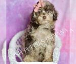 Small Photo #45 Poodle (Toy) Puppy For Sale in WARSAW, IN, USA