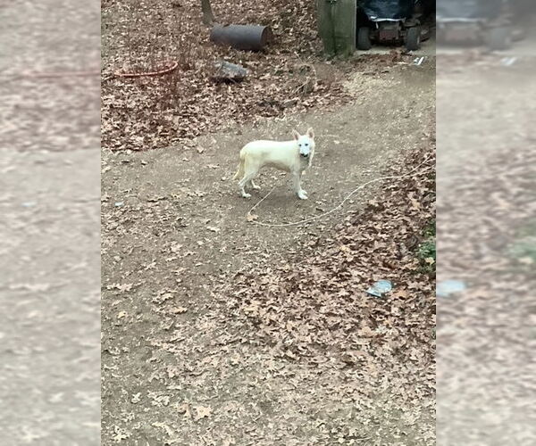 Medium Photo #2 German Shepherd Dog Puppy For Sale in COLUMBIA, MD, USA