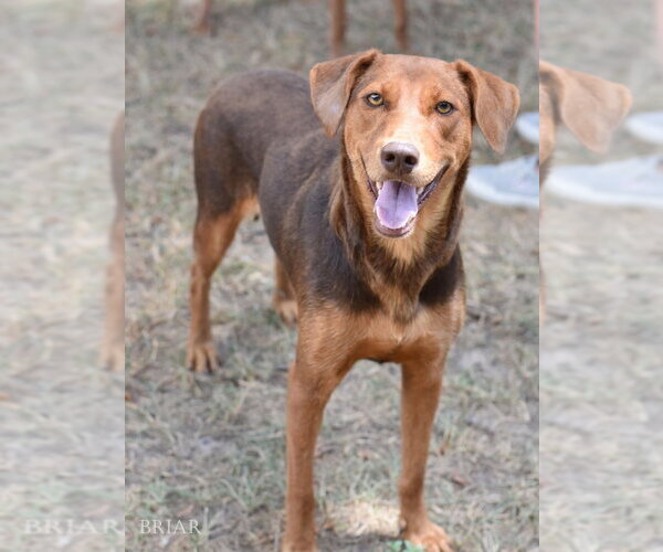 Medium Photo #1 Doberman Pinscher-Unknown Mix Puppy For Sale in Brewster, NY, USA