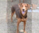 Small Doberman Pinscher Mix