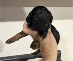 Small #6 Poodle (Miniature)