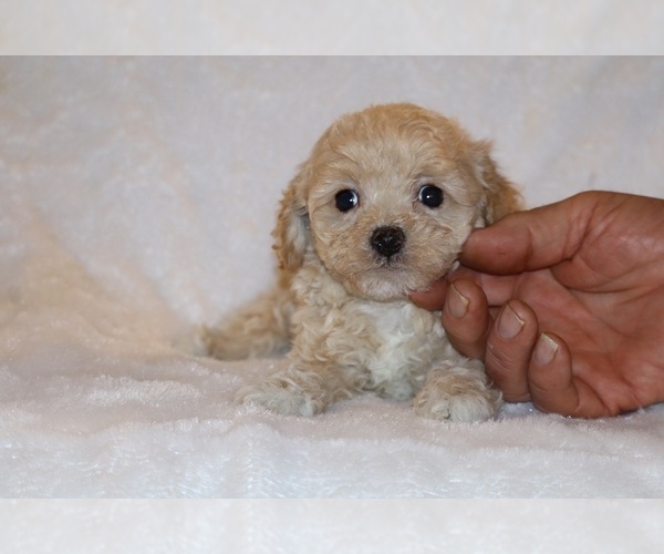 Medium Photo #2 Poodle (Toy) Puppy For Sale in DYERSBURG, TN, USA
