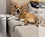 Small #12 American Pit Bull Terrier Mix