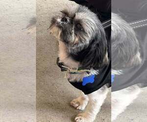 Shih Tzu Dogs for adoption in Mount Laurel, NJ, USA