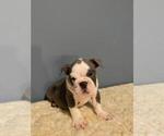 Small Photo #4 English Bulldog Puppy For Sale in REVERE, MA, USA