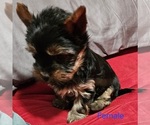Small #12 Yorkshire Terrier