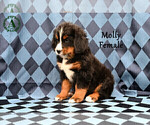 Small Photo #52 Bernese Mountain Dog Puppy For Sale in HARRISONBURG, VA, USA