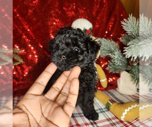 Shih-Poo Puppy for sale in FORT WASHINGTON, MD, USA
